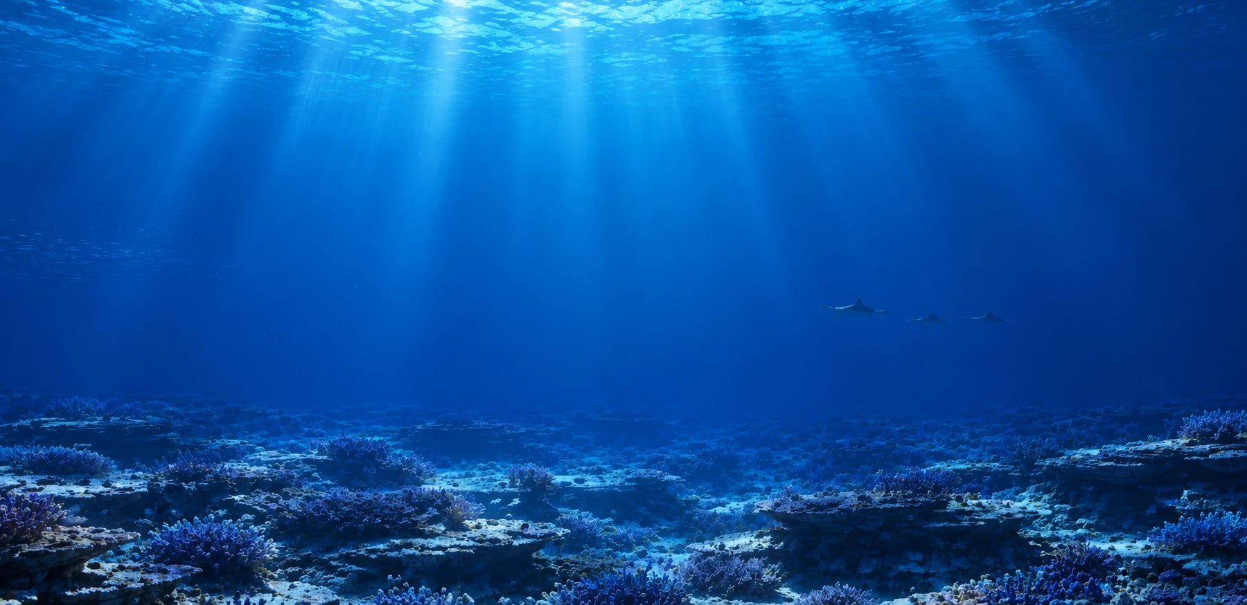 MAR
